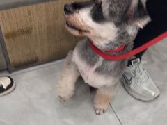-安安宠医宠物医院·异宠·犬猫内科(岳阳分院)