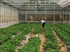 -前小桔亲子创意农场·草莓采摘·露营烧烤