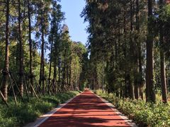 -上海长兴岛郊野公园