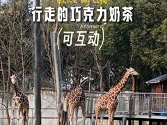 -合肥野生动物园