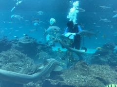 -海棠湾洲际-涛·海底餐厅·美人鱼·自助餐·海底隧道
