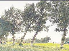 -长白岛森林公园