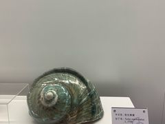 -贝壳王国博物馆