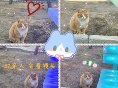 -枫花园汽车电影院(朝阳公园店)
