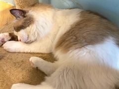 -遇见羊驼·奶狗咖·布偶猫咖·法斗柯基柴犬阿拉斯加(春熙路太古里IFS店)