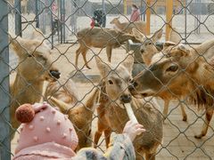 -长白岛森林公园