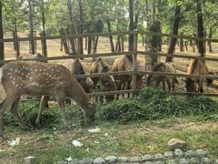 -秦皇岛野生动物园