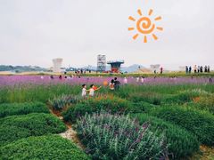 -光明小镇欢乐田园