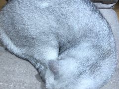 -滚猫咖啡·猫咖·猫友好撸猫(未来城店)