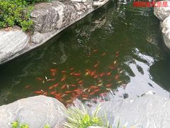 -中国唐苑