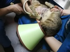 -安安宠医宠物医院·异宠·犬猫内科(岳阳分院)