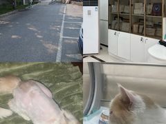 -派美特宠物医院·核磁CT·骨科肿瘤·疑难转诊(沈农禾丰店)