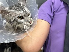 -北京观赏动物医院·24小时大型综合·猫专科·异宠专科