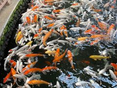 -南宫五洲植物乐园