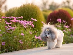 -花开海上生态园