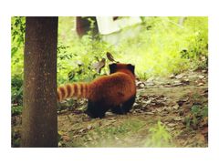 -都江堰中华大熊猫苑