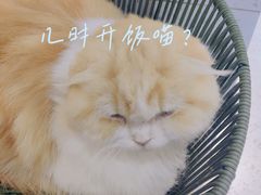 -喵园·猫主题咖啡厅·撸猫·猫咖(国贸店)