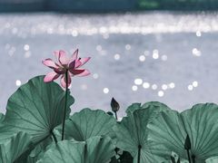 -莲花池公园