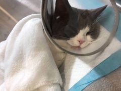 -萌兽医馆·犬猫专科·眼科中心·宠物医院(朝阳门分院)