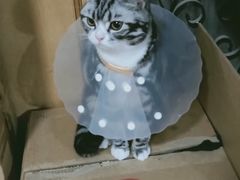 -纳吉亚猫专科动物诊疗中心(蒋宅口分院)