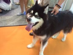 iphone_upload_pic-东浩兰生上海世博展览馆