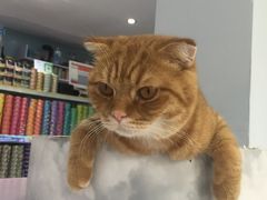 -喵的天空名猫咖啡馆·撸猫·猫舍·用品