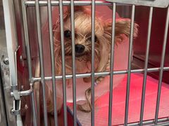 -爱诺耐芙动物医院(万博店)