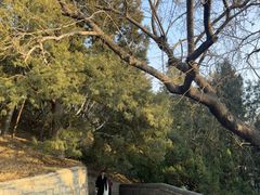 -宫事颐庭·老佛爷贵寿下午茶(颐和园店)