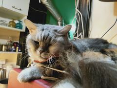 -猫色咖啡·猫咖
