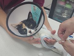 -瑞鹏宠物医院·骨科·猫科·内科(第一中心)