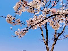 -上海山野camping·户外天幕烧烤·团建拓展营地