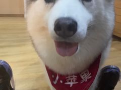 -Husky Go! 哈士奇体验馆·宠物咖啡厅狗咖