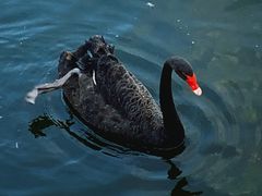 -北京鹿世界主题园