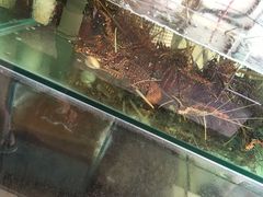 -兴旺海鲜砂煲王