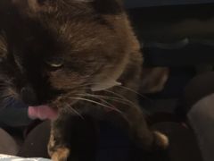 海妖酒吧-Sirena海妖日咖夜酒