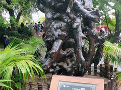 -大槐树寻根祭祖园