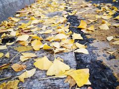 -好利来(道前街店)