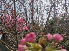 -天适樱花悠乐园