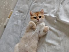 -lincat·猫舍(广州店)