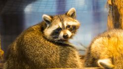 -酷嗒动物文化乐园(cutezoo西溪乐天城店)