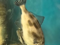 -天正河鲀·河豚亭(大连店)