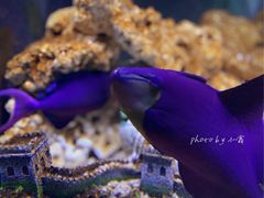 -芜湖新华联大白鲸海洋公园