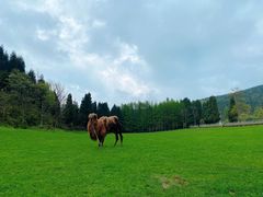 -武陵山森林公园