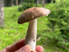 -芦芽山旅游度假区