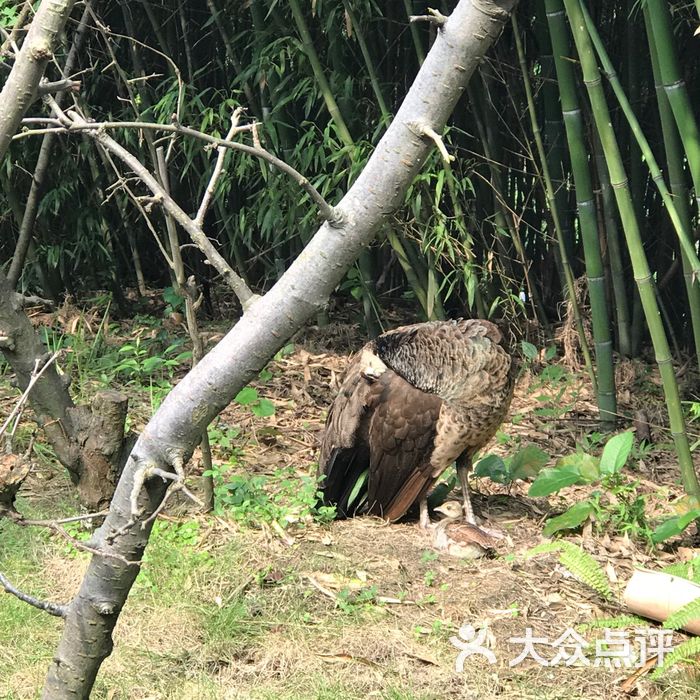 大熊貓繁育研究基地