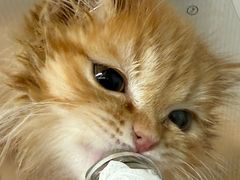 -北京派仕佳德动物医院·超导核磁·CT·神经科·骨科·内外科·急重症管理中心