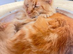 -楼上猫咖(罗湖店)