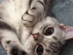 -瑞鹏宠物医院·爱宠堂·骨外专科(西荷分院)