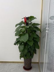 -蕾特恩专业祛痘国际连锁