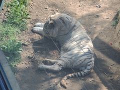 -大连森林动物园